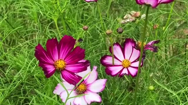 flower close-up