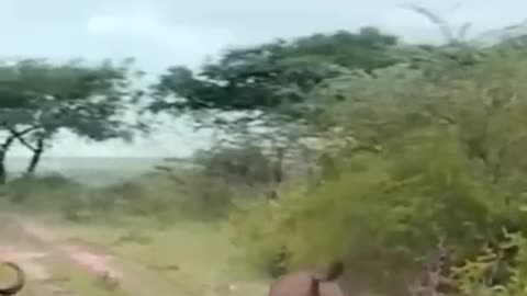 Buffalo fight back with lion