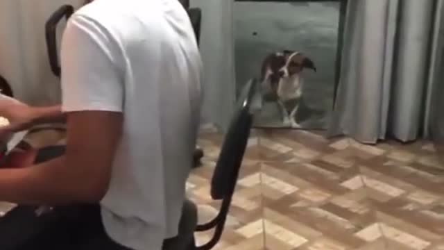 Dog dancing at home