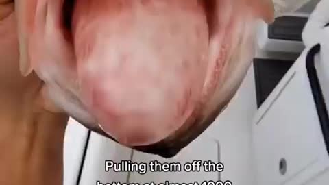 This is a beautiful and charming water-dwelling species