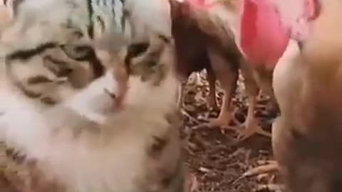 Cats kittens unny and cute cats #shortvideo #shorts