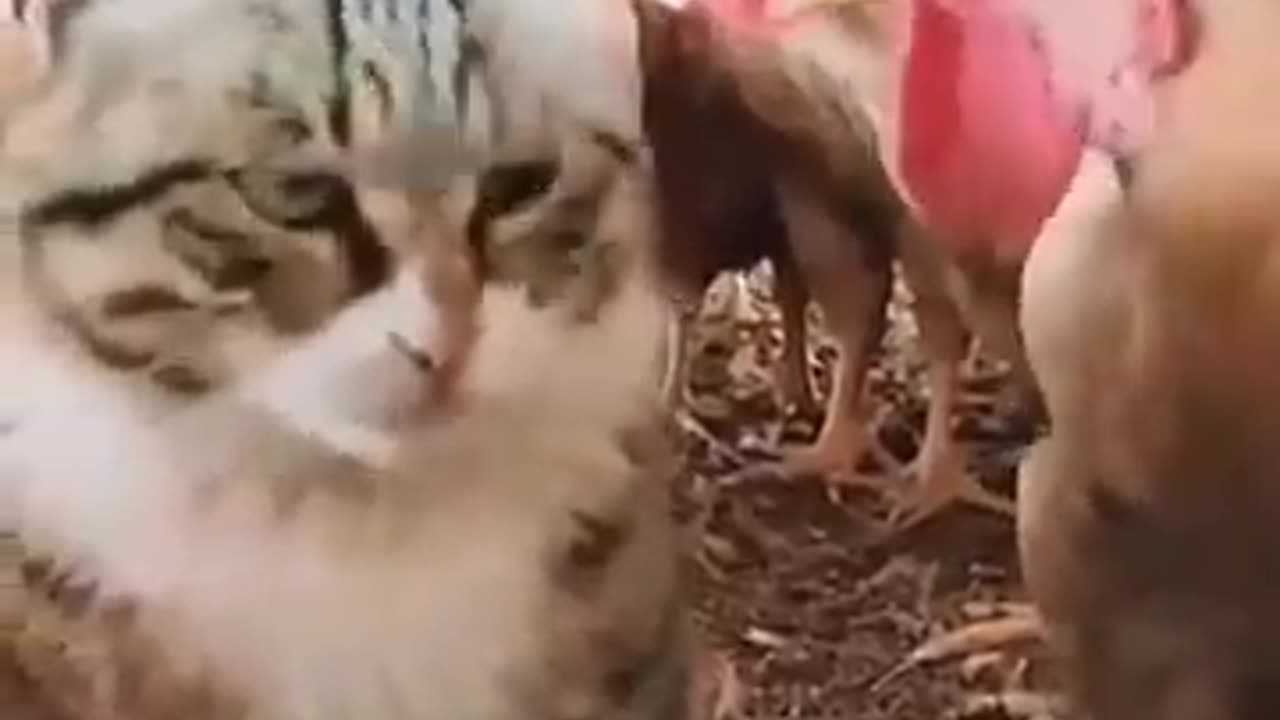 Cats kittens unny and cute cats #shortvideo #shorts