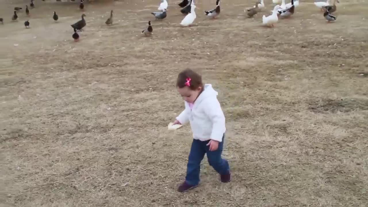 Baby Quinn feeding ducks at the park (CUTE!)