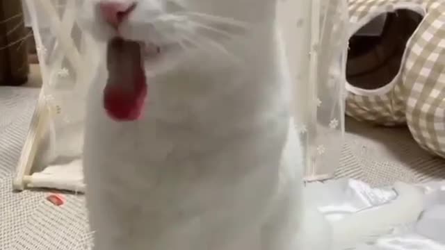 amazing voice very funny