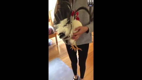 Pet Rooster