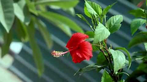 indian flowers with amazing views and shorts