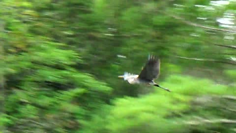 Great Blue Heron