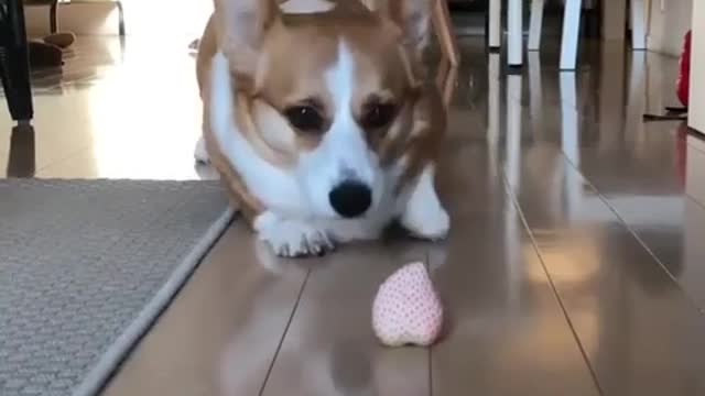 These are cow strawberries