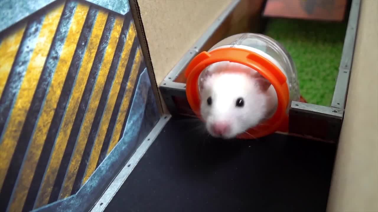 Clever mice go through all kinds of obstacles