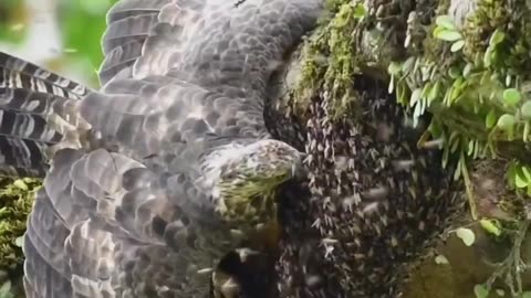 Hawk Enters Bee Hive For Honey #shorts #shortsvideo #video #viral