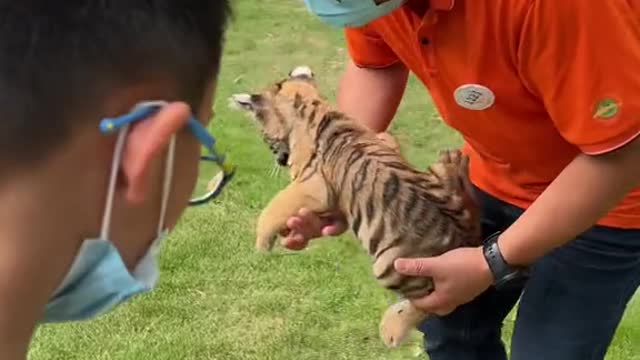 Baby tiger takes a bath