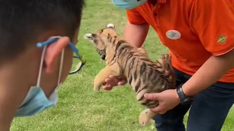 Baby tiger takes a bath