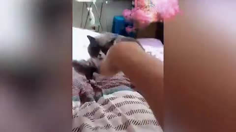 Cat chilling video.