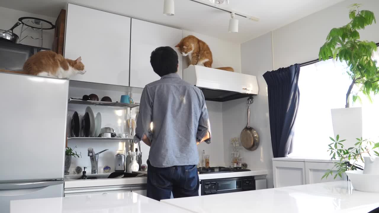 How I Trained My Cats