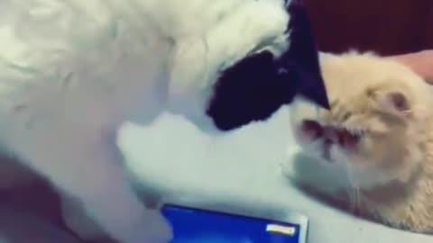 Funney cat Video