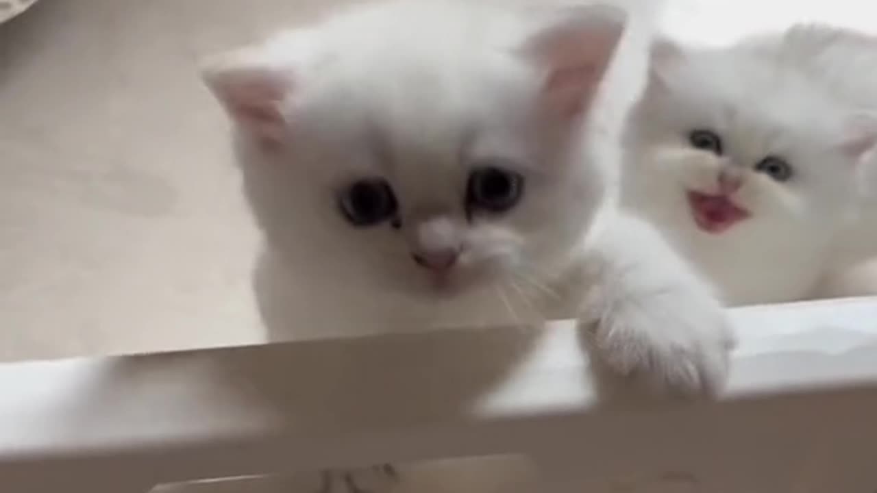 Cute cats video compilation 116