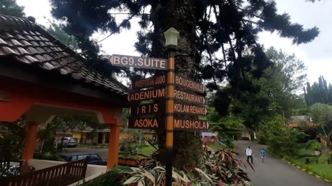Viral Wisata lembah Pinus Puncak Cianjur Jawa Barat