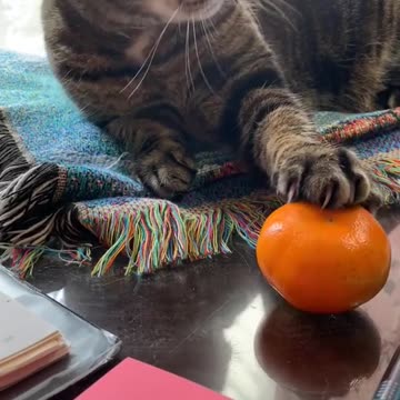 Do cat's like clementines ?