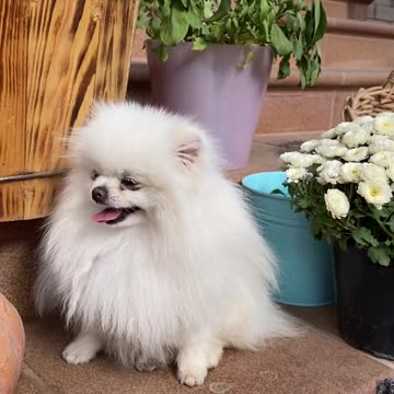 Cute white hairy dog
