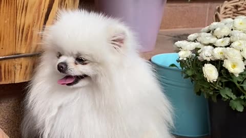 Cute white hairy dog