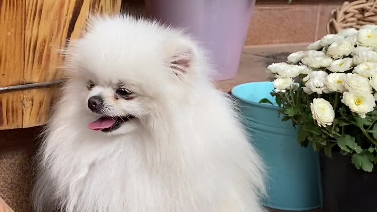 Cute white hairy dog
