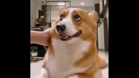 Funny moments in cat & dogs | dogs funiast video | homemade animals funny video