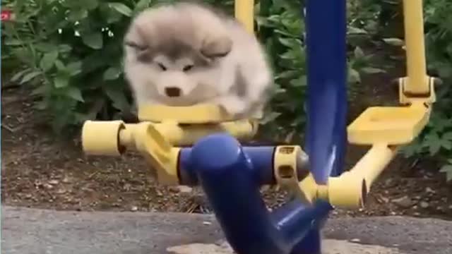 Funny Animals &PETS Compilation # 4