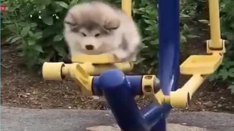 Funny Animals &PETS Compilation # 4