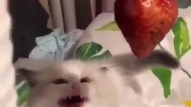 FUNNY, CAT EAT STRAWBERRY