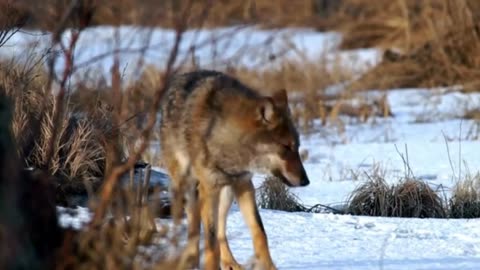 Animal video, wolf voice,Nature