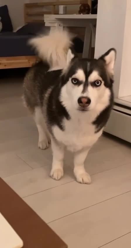 a mixture of husky and corgi
