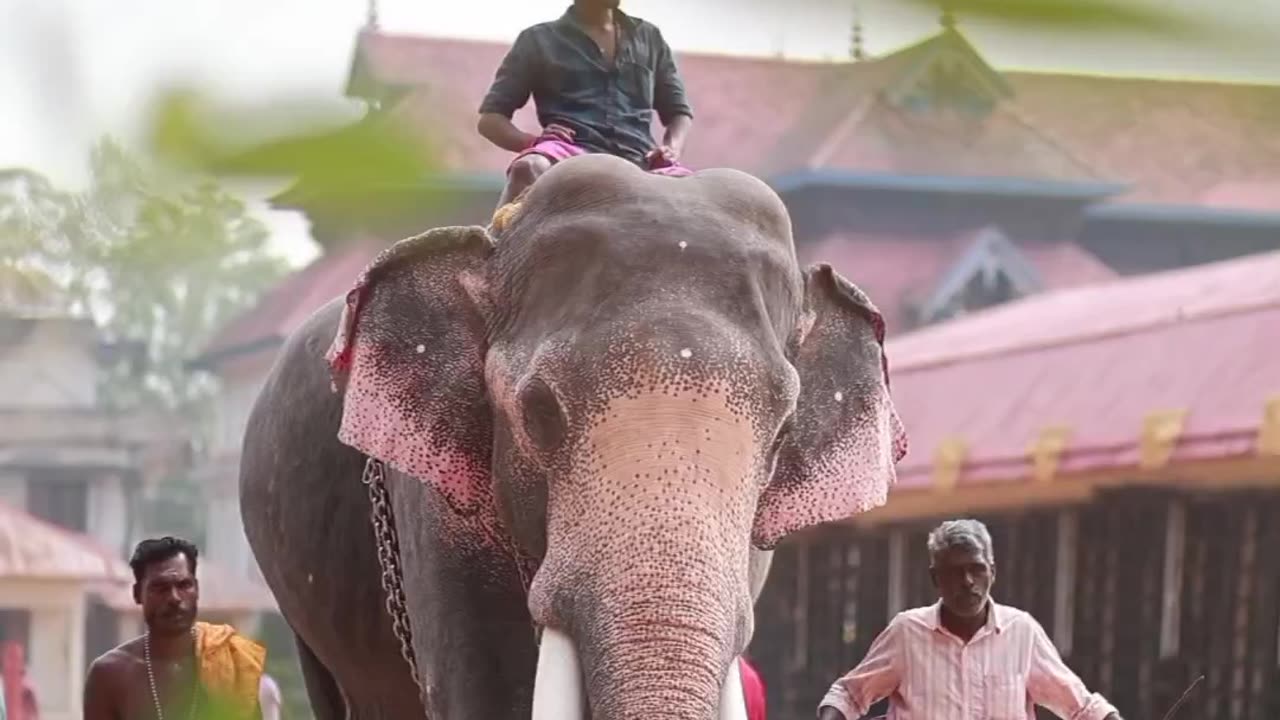 Indian Elephant 🔥💗