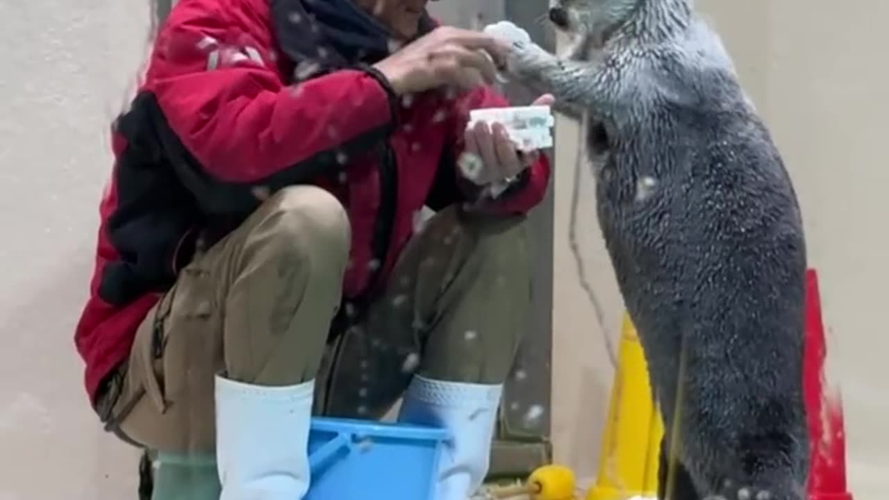 Friendly seal gets playful with keeper