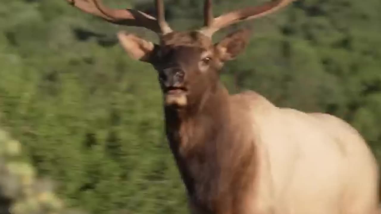 Nothing like a glunking Bull Elk!