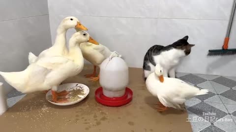 The kitten disturbs the duck to eat. The duck forcefully drove the kitten out.Interesting animal😅