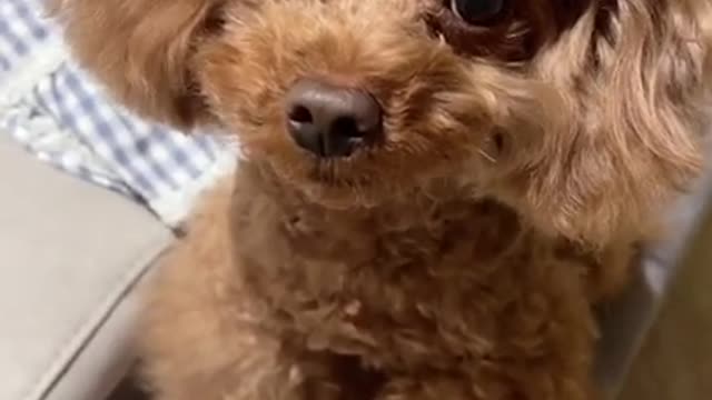 Lovely and funny animals Lovely dog videos