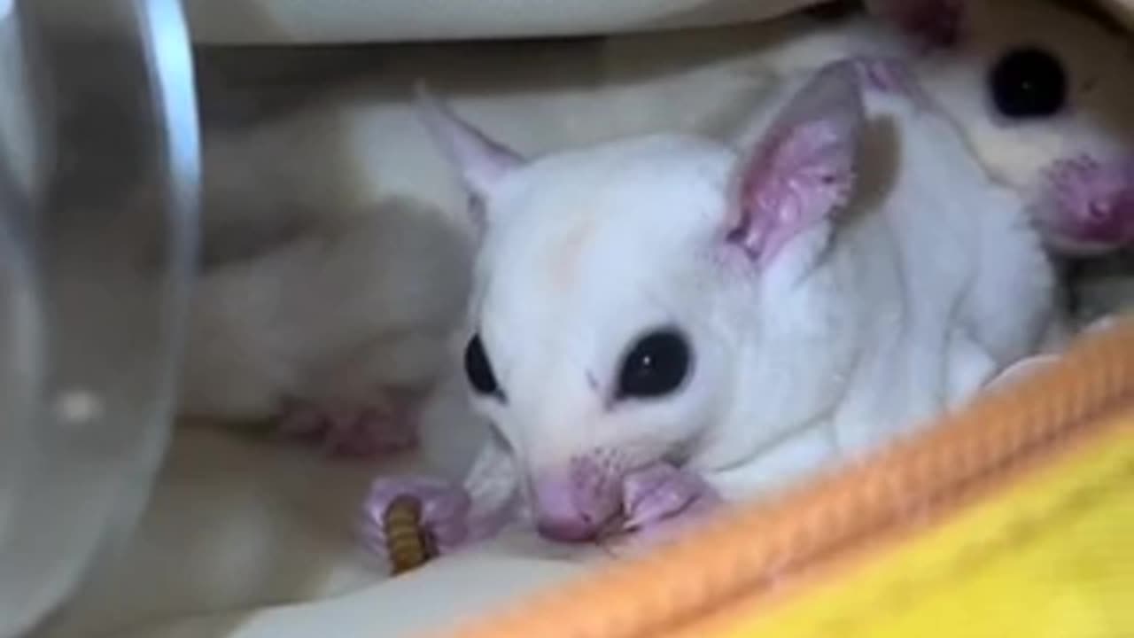 Cute Sugar glider eats. Cute baby animals Videos Compilation cute moment of the animals.