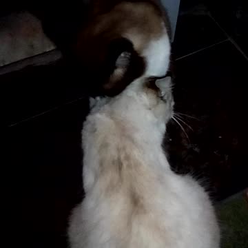 My kitten bathing his girlfriend, aren't they cute?