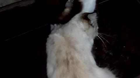 My kitten bathing his girlfriend, aren't they cute?