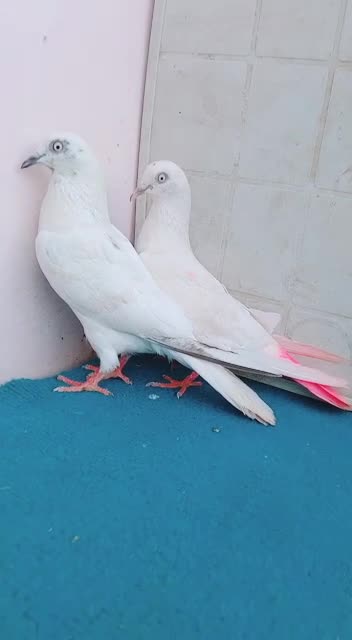 Parvaazi pigeon for sell