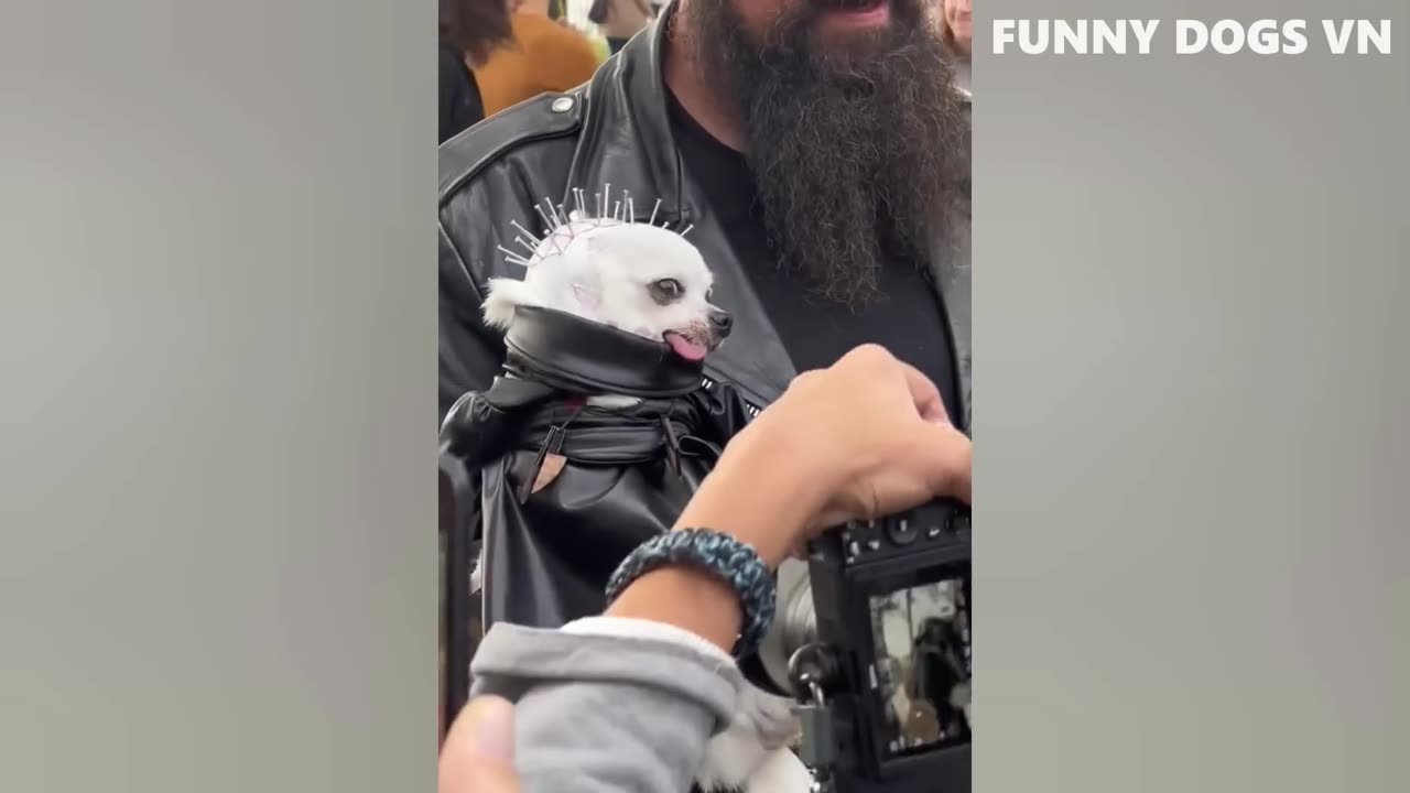Animal Funny Video which ever seen :)