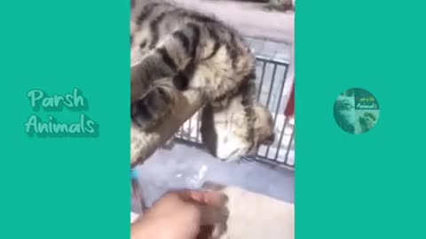 Funny animal video