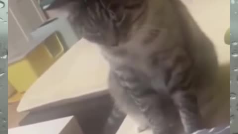 My cats new video