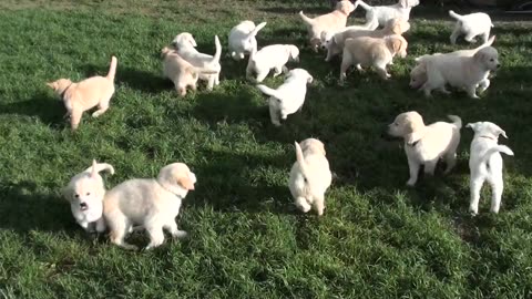 Schwarm von golden retriever puppies