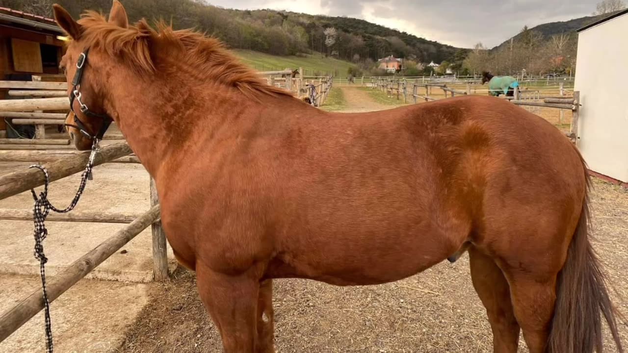 Horse and owner sick at the same time 🤦‍♀️🤦‍♀️