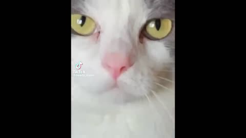 FUNNY CAT MEMES COMPILATION #6