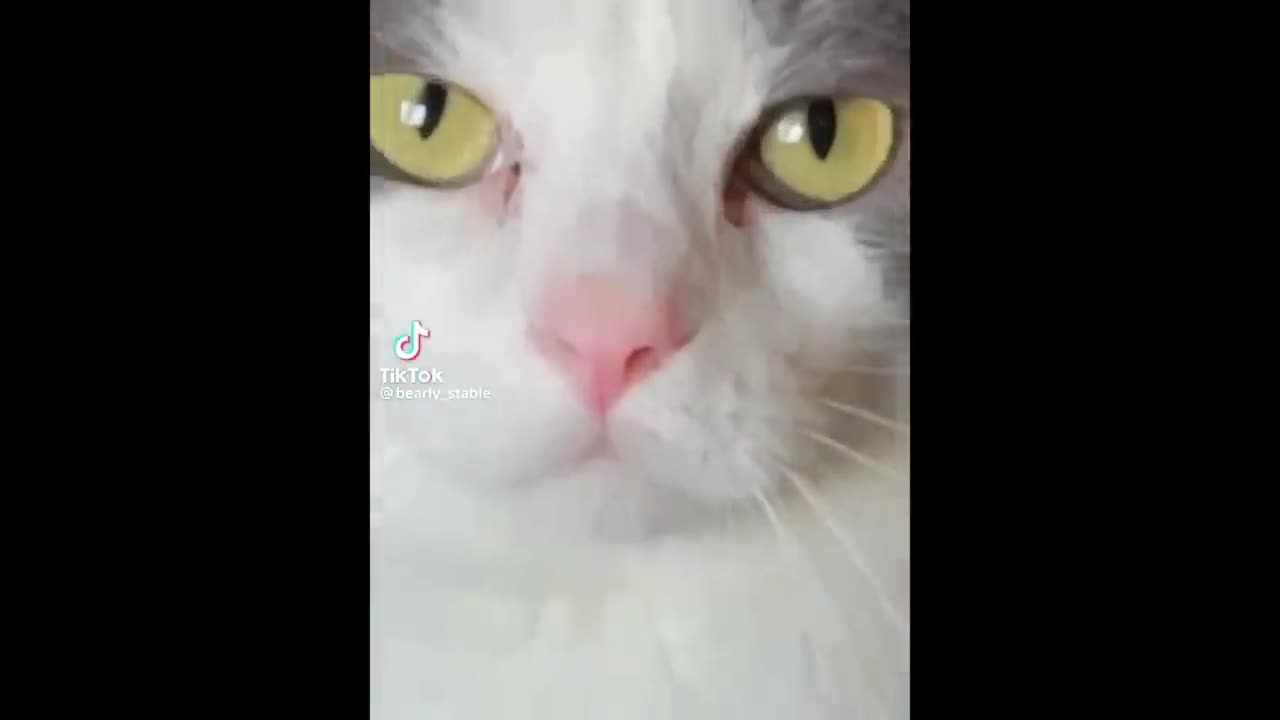 FUNNY CAT MEMES COMPILATION #6