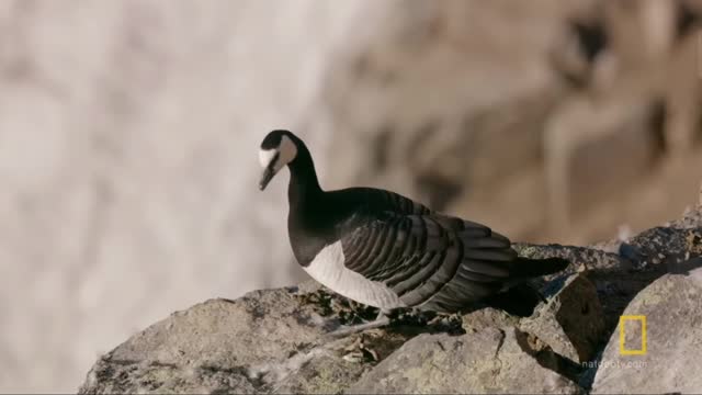 Dramatic Life of Geese | National Geographic Source