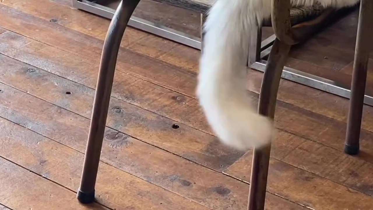 A cat is wagging its tail in a chair