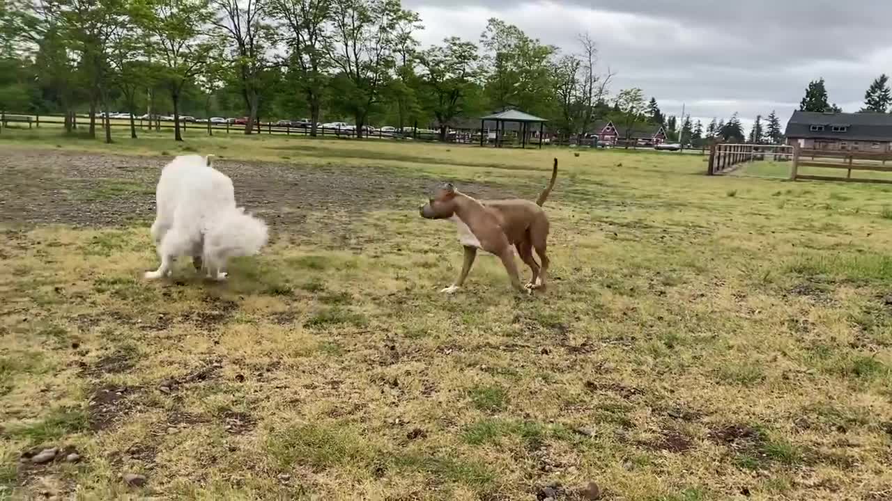 German Shepard ATTACKS Pitbull In Dog Park NO LEASH